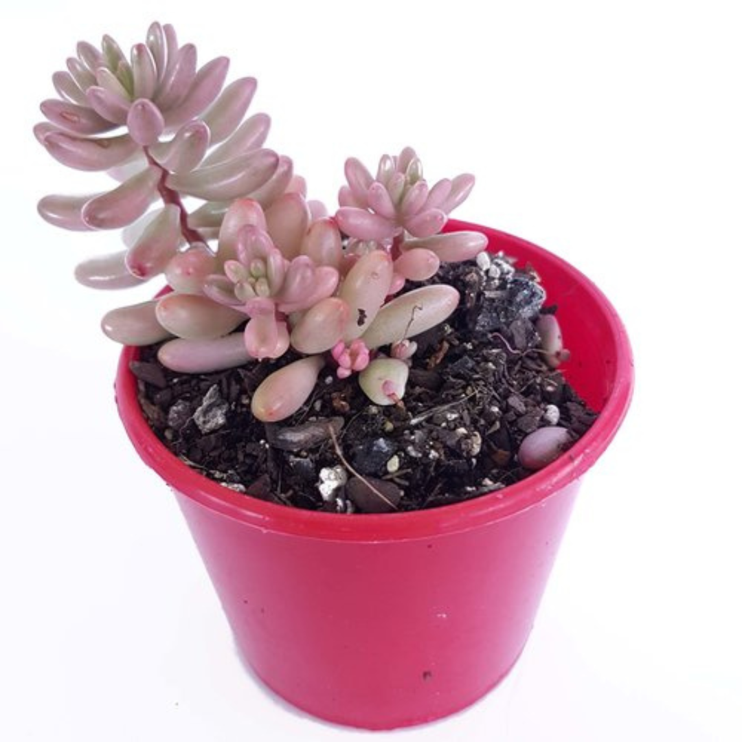 Pink jelly bean plant-orbit