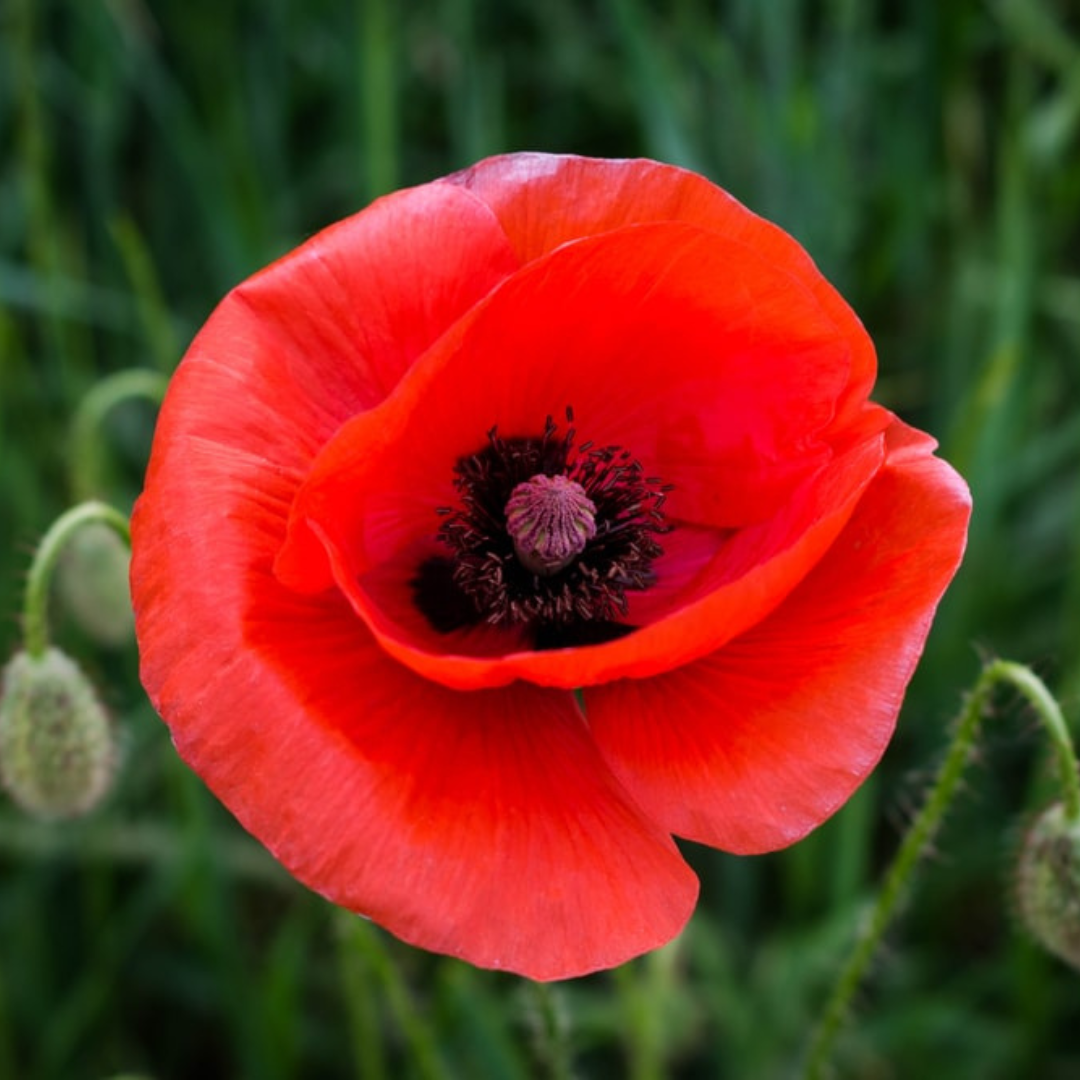 Poppy red hybrid seeds (100 seeds) plant-orbit