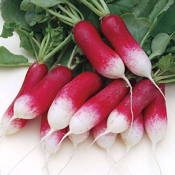 RADISH - HALF RED HALF WHITE plant-orbit