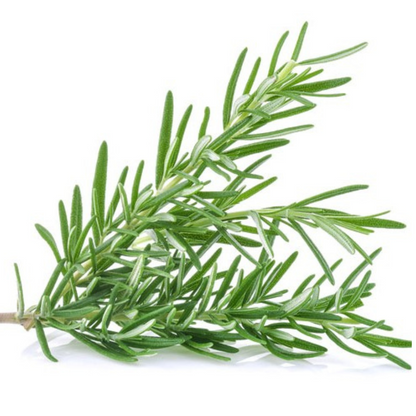 ROSEMARY HYBRID SEEDS (15 seeds) plant-orbit