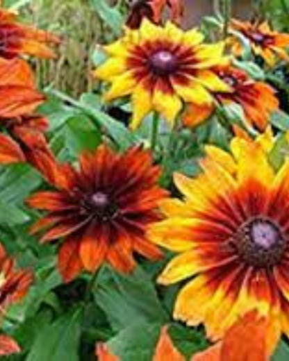 RUDBECKIA MIX HYBRID SEEDS (30 seeds) plant-orbit