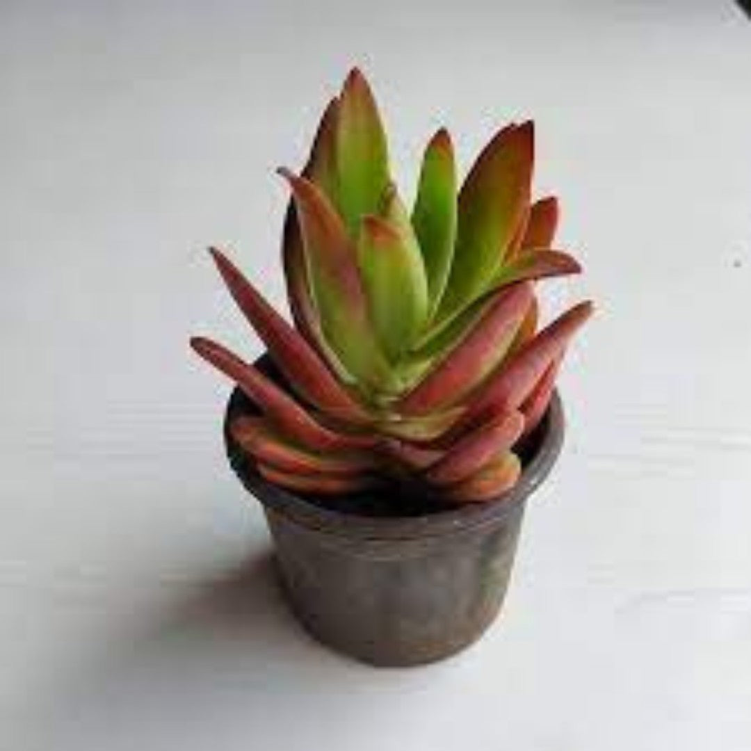 Red Camfire plant-orbit