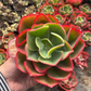 Red Echieveria (Echeveria pallida E.Walther) (Bare Rooted)