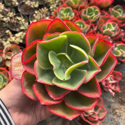 Red Echieveria (Echeveria pallida E.Walther)
