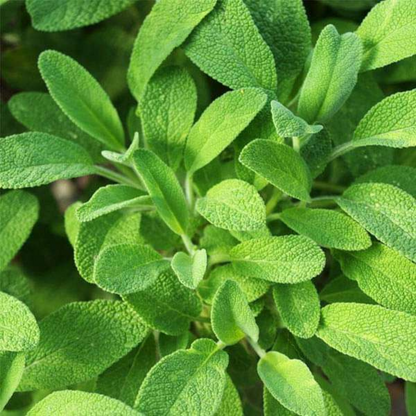 SAGE ( TEZ PATTA ) HYBRID SEEDS (15 seeds) plant-orbit