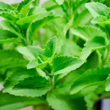 STEVIA HYBRID SEEDS (50 seeds) plant-orbit