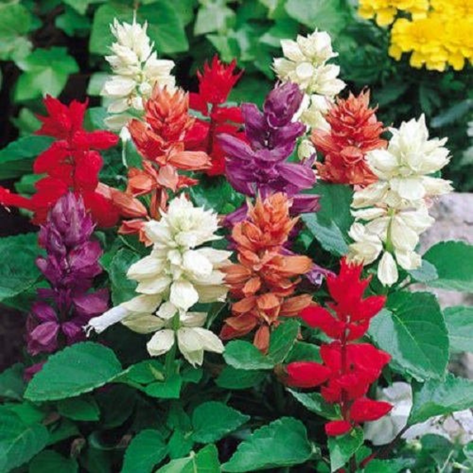 SALVIA MIX HYBRID SEEDS (50 seeds) plant-orbit