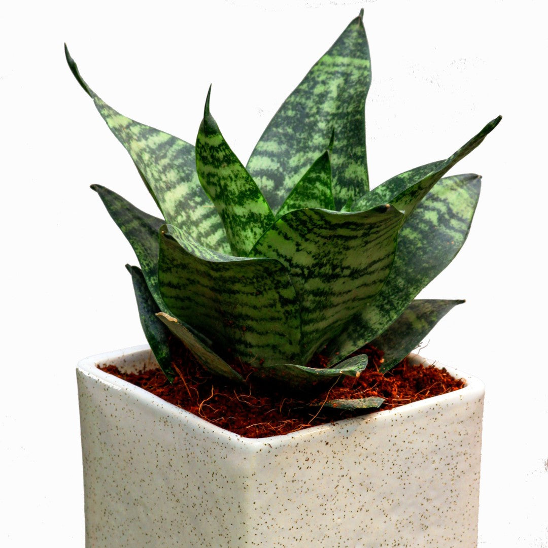 SANSEVERIA DWARF (SNAKE PLANT) plant-orbit