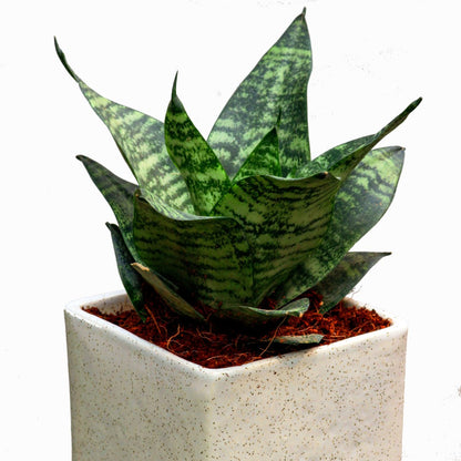 SANSEVERIA DWARF (SNAKE PLANT) plant-orbit