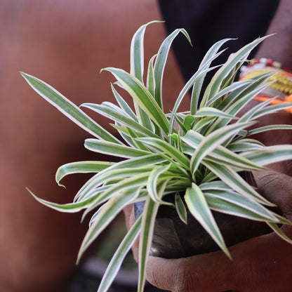 SPIDER PLANT AIR PURIFIER plant-orbit