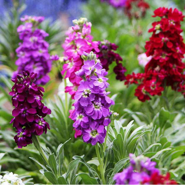 Winter flower deals seed