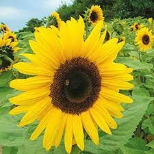 SUNFLOWER GLANT YELLOW HYBRID SEEDS (15 seeds) plant-orbit