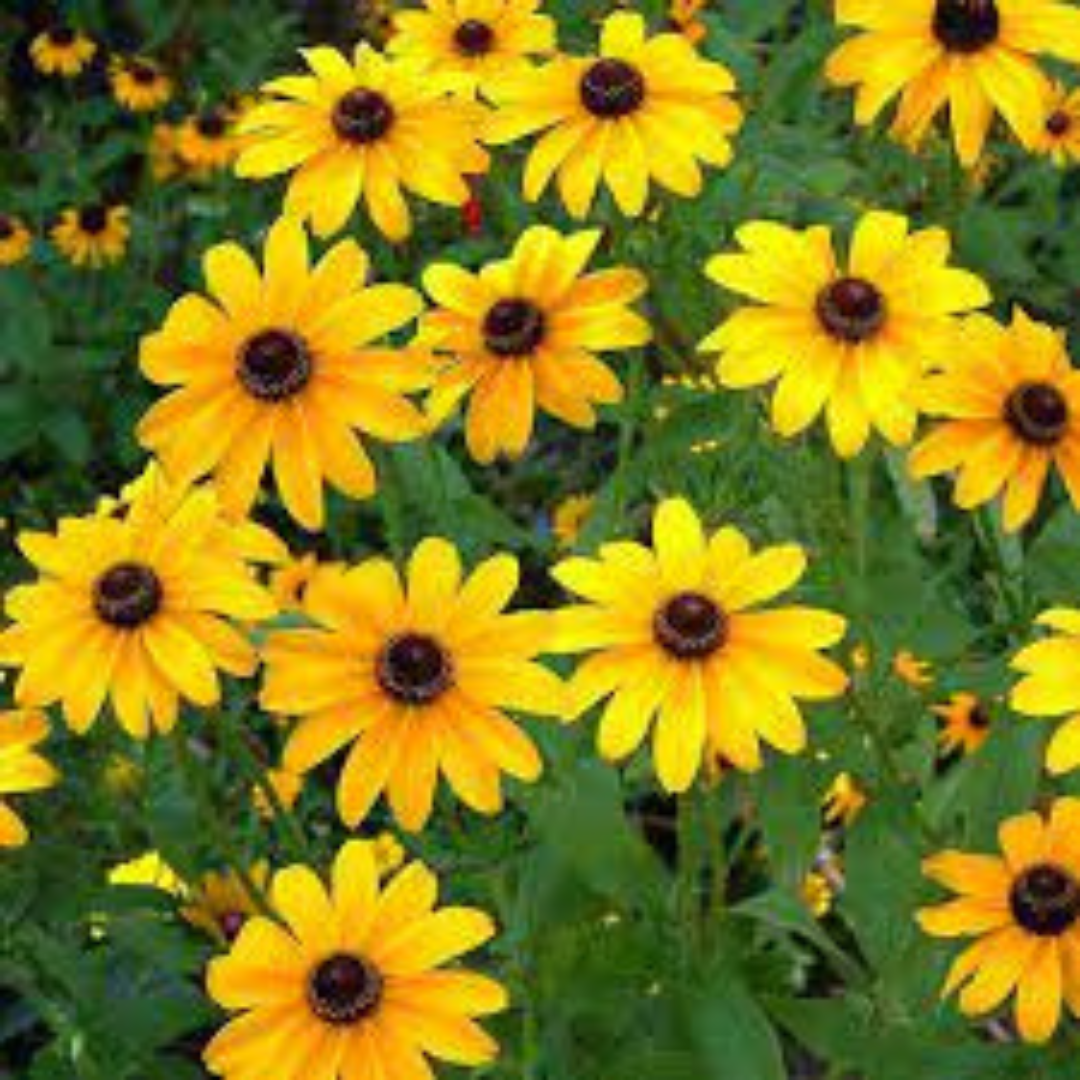 SUNFLOWER MINNIATURE HYBRID SEEDS (20-25 seeds) plant-orbit