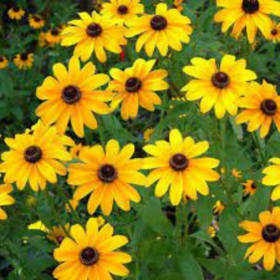 Buy Best Summer Flower Seeds Online in India at Lowest Price plantorbit