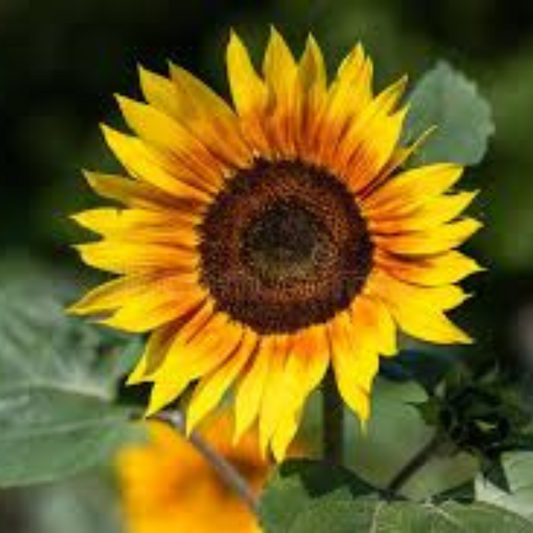 SUNFLOWER (RUSSIAN) HYBRID SEEDS (20-25 seeds) plant-orbit