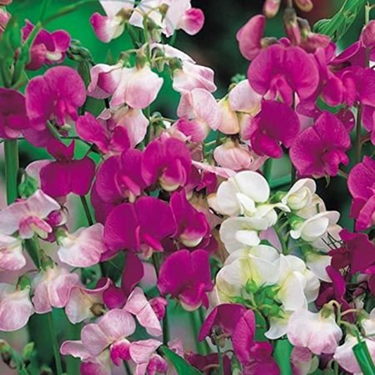 SWEET PEA MIXED OPEN POLLINATED SEEDS (15-20 seeds) plant-orbit
