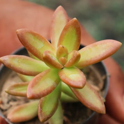 Sedum Nussbaumerianum plant-orbit