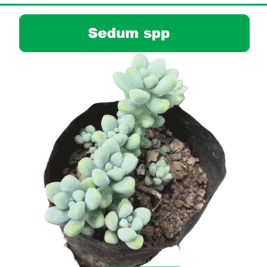 Sedum spp plant-orbit
