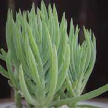 Sencio vitalis plant-orbit