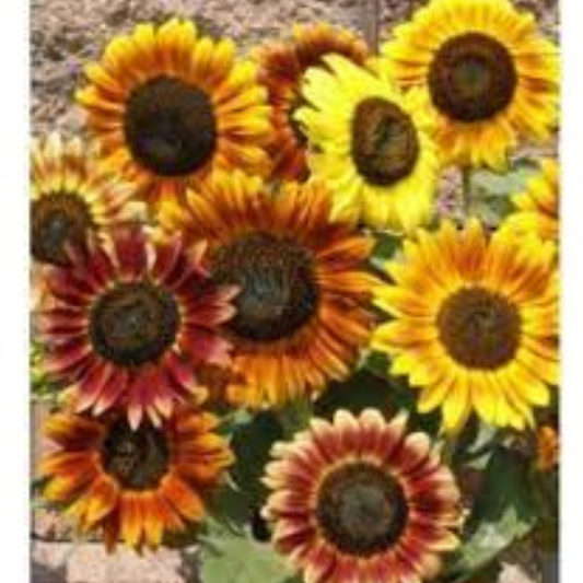 SUNFLOWER AUTUMN MIX HYBRID SEEDS (20-22 seeds) plant-orbit