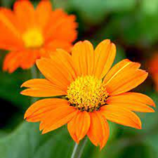 TITHONIA ORANGE OPEN POLLINATED SEEDS (20 seeds) plant-orbit