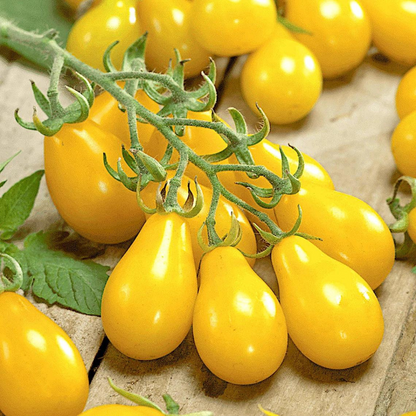 TOMATO PEAR YELLOW HYBRID SEEDS (40 seeds) plant-orbit
