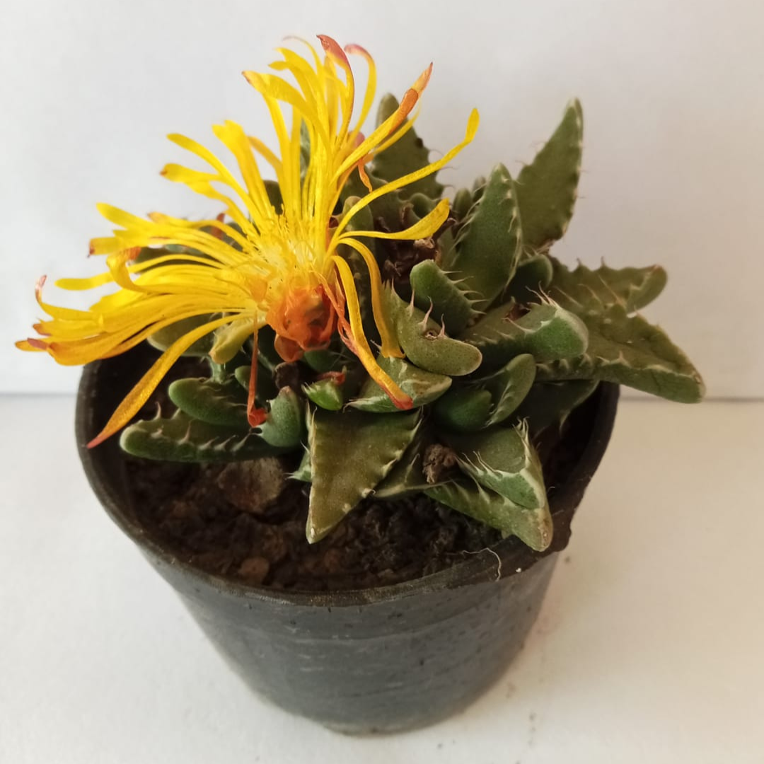 TIGER CUP ALOE (With Pot)