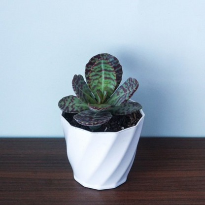 KALANCHOE HUMILIS plant-orbit