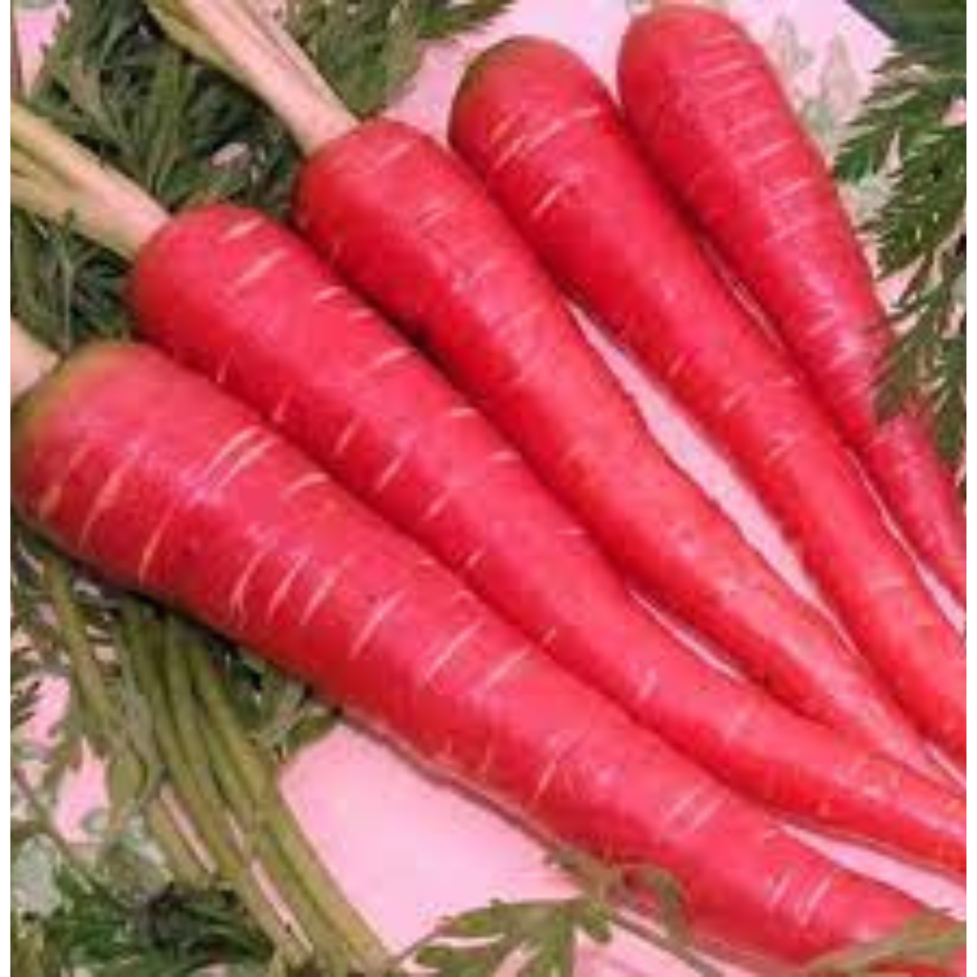 CARROT HYBRID SEEDS (50 seeds) plant-orbit