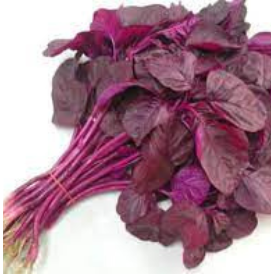 RED SPINACH HYBRID SEEDS (200 seeds) plant-orbit