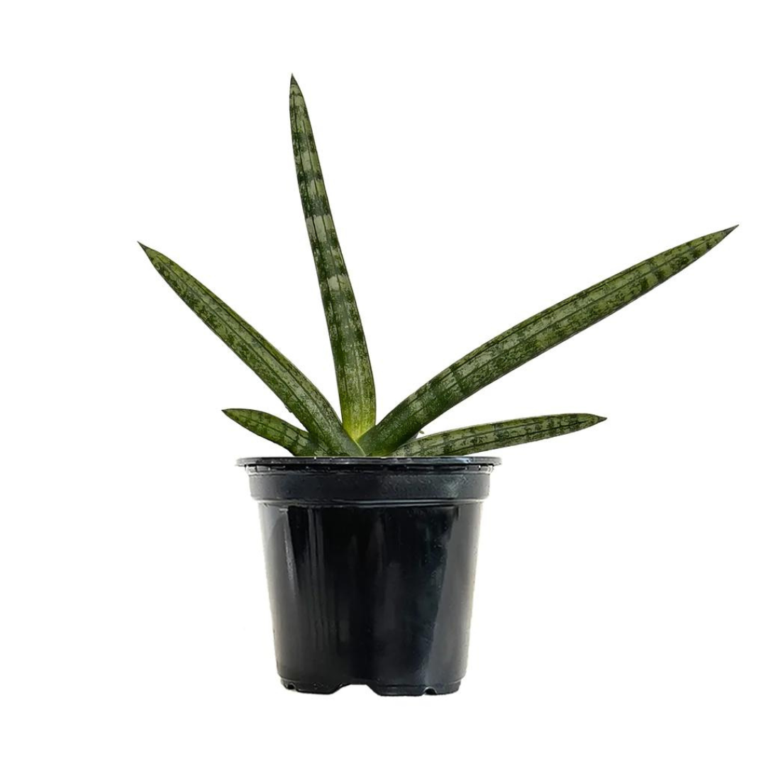 Sansevieria Cylindrica (Bare Rooted )