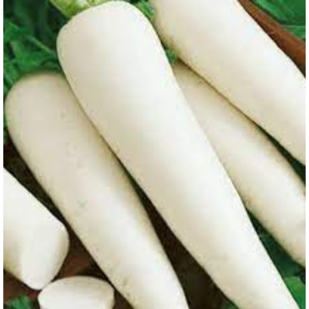 RADISH DESI VEGETABLE SEEDS (50 seeds) plant-orbit