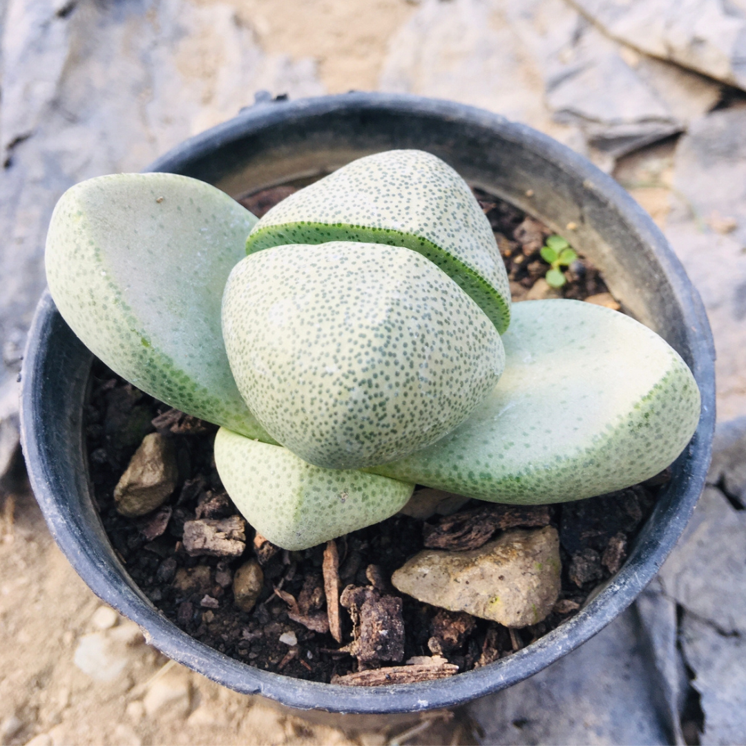 Lithops 3 (Bare Rooted)