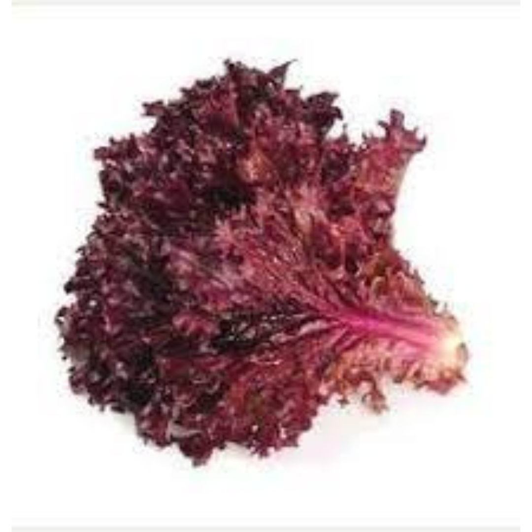 LETTUCE RED HYBRID SEEDS (60-50 seeds) plant-orbit