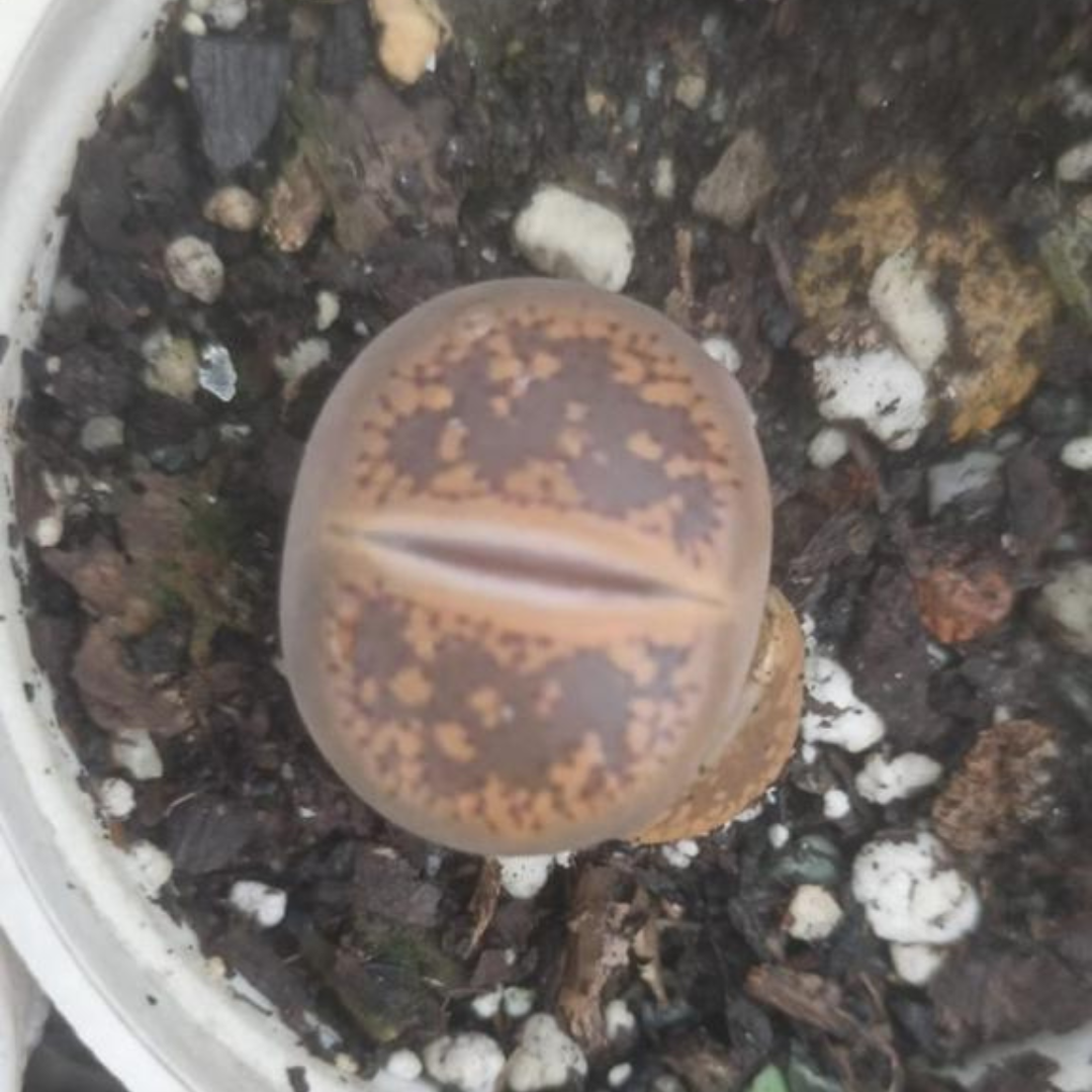 Lithops 1(Bare Rooted)