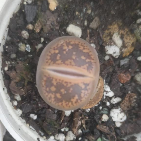 Lithops 1 (Bare Rooted)