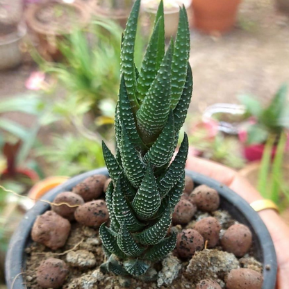 Haworthia Reinwardtii (Bare Rooted)