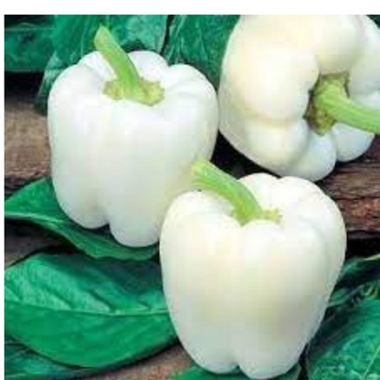 CAPSICUM (WHITE) HYBRID SEEDS (20 seeds) plant-orbit