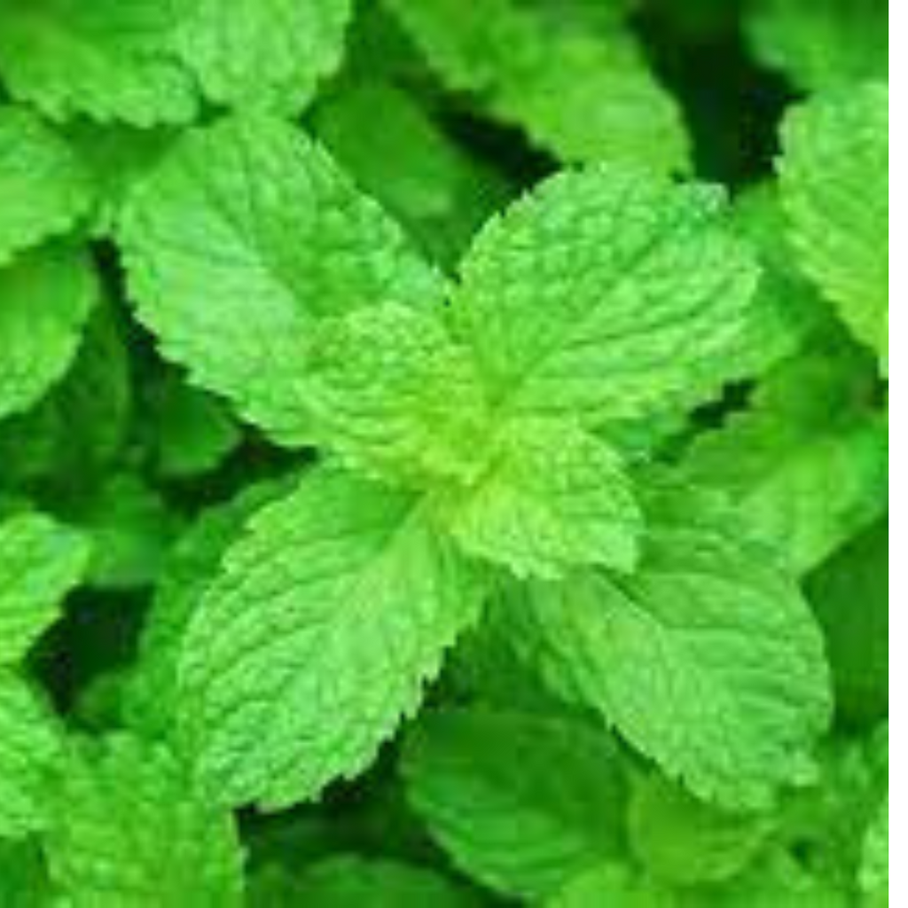 Order Online Basil Mint Hybrid Seeds 50 seeds Save Up To 65