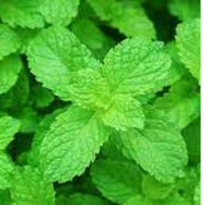 PEPPERMINT ( MINT) HYBRID SEEDS (70-80 seeds) plant-orbit