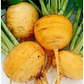 TURNIP YELLOW HYBRID SEEDS (40 seeds) plant-orbit