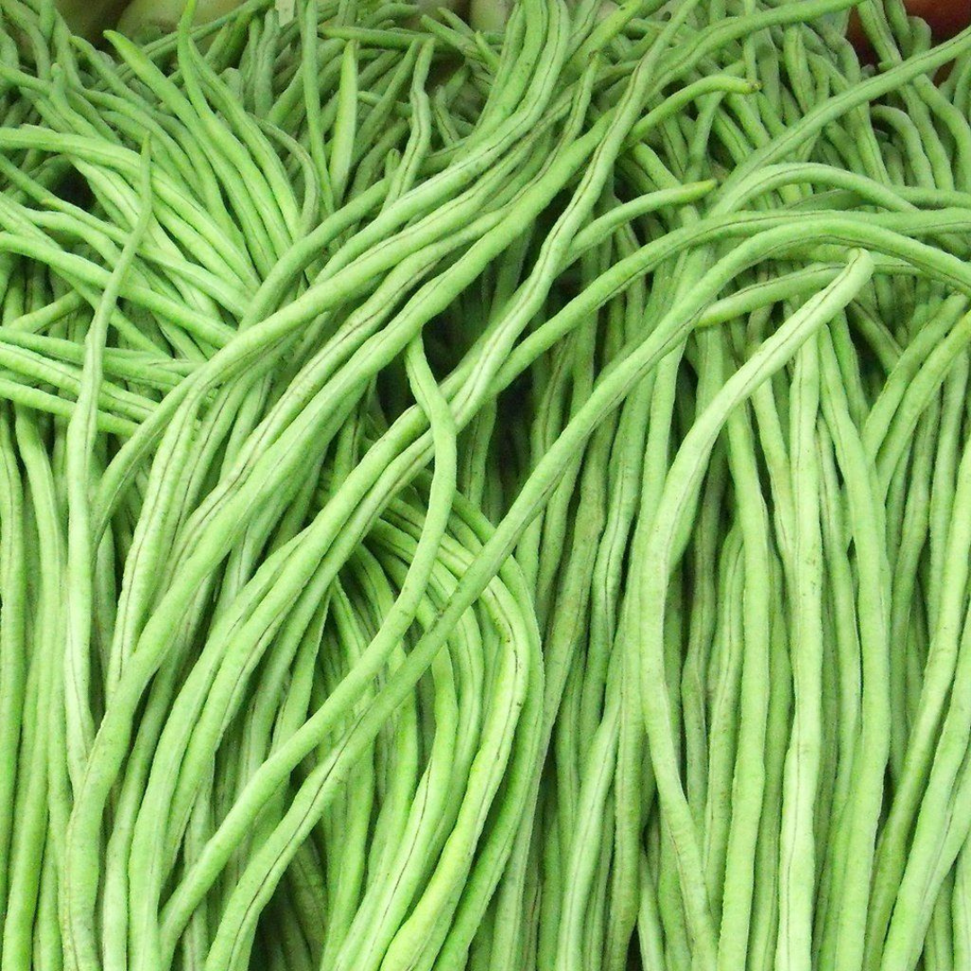 LONG BEANS / LOBIA / COW PEA DESI VEGETABLE SEEDS (50 seeds) plant-orbit