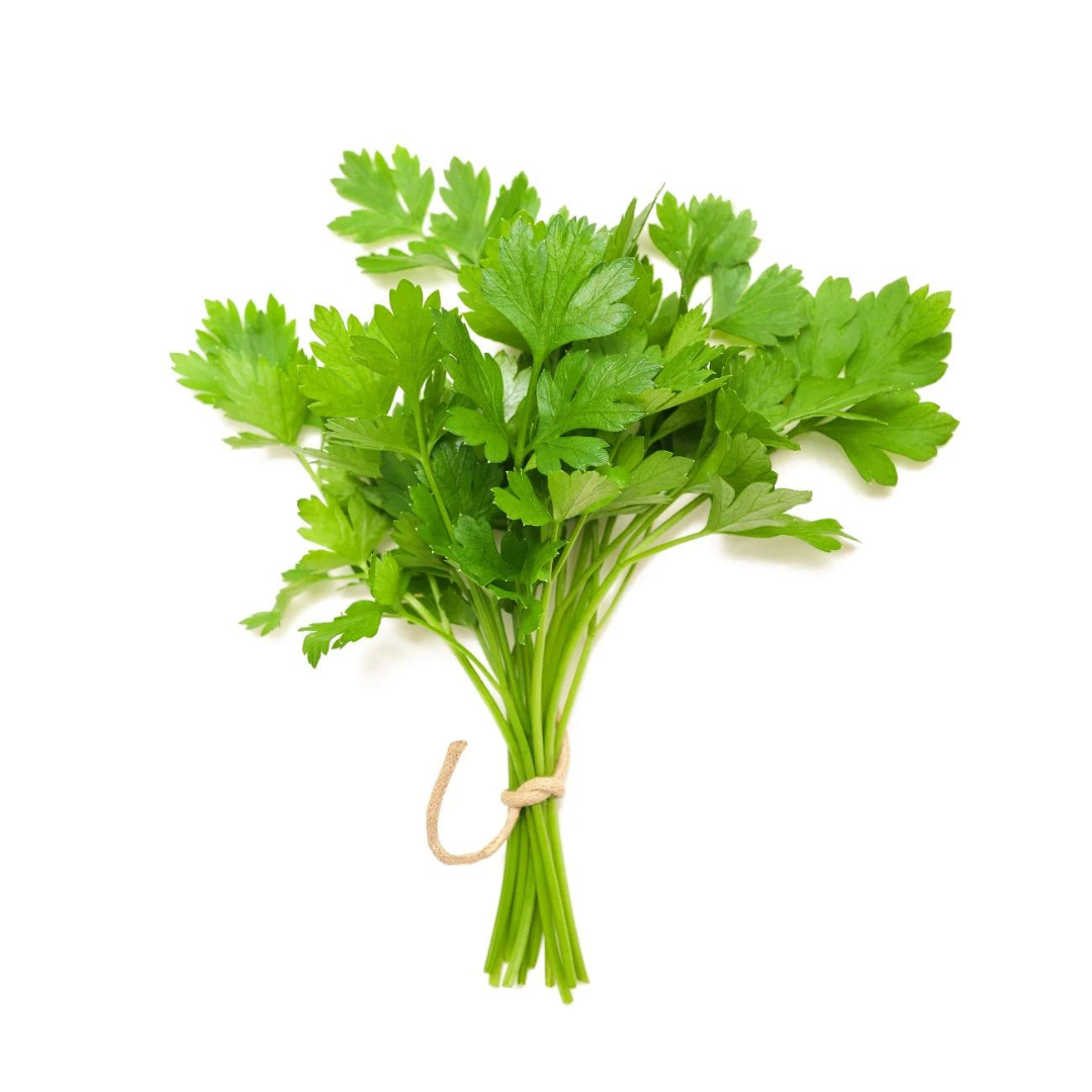 CORIANDER DESI VEGETABLE SEEDS (200 seeds) plant-orbit