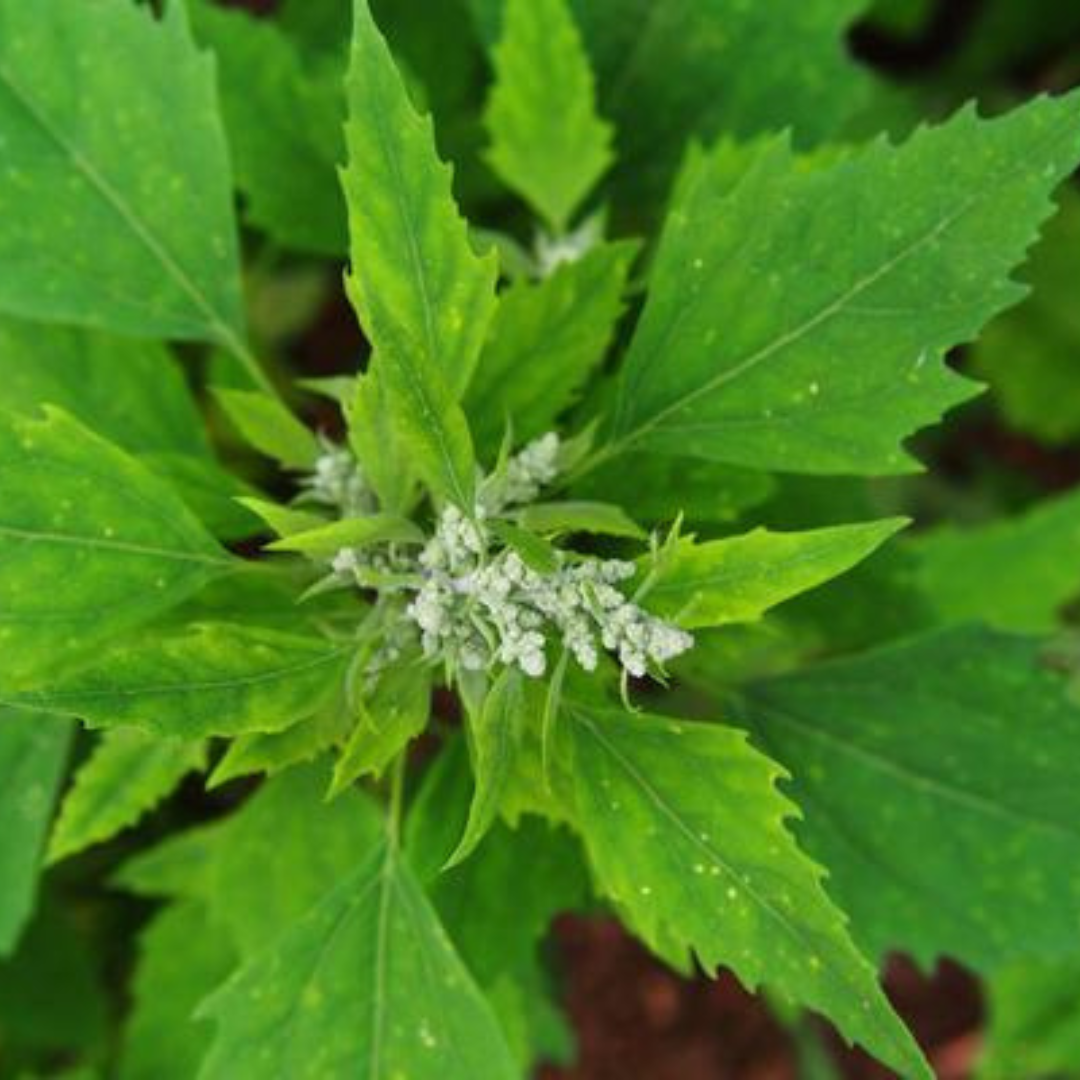 BATHUA / WHITE GOOSEFOOT HYBRID SEEDS (200 seeds) plant-orbit