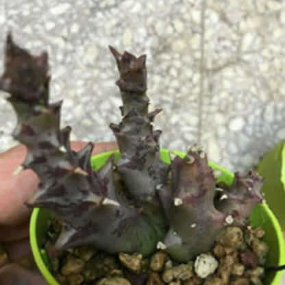 Orbea Halipedicola plant-orbit