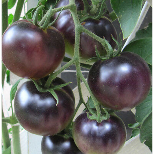 TOMATO BLACK PURPLE HYBRID SEEDS (12 seeds) plant-orbit