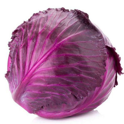 CABBAGE PURPLE HYBRID SEEDS (40 seeds) plant-orbit