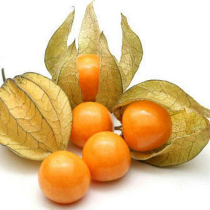 GOOSEBERRY ( RASBHARI ) HYBRID SEEDS (50 seeds) plant-orbit
