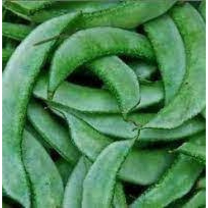 SEM PHALI / LIMA BEANS / LIBLAB DESI VEGETABLE SEEDS (15 seeds) plant-orbit
