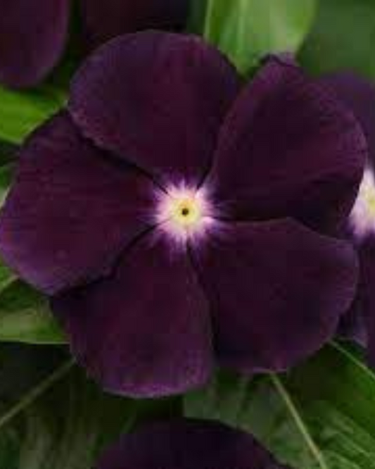 VINCA BLACK PURPLE HYBRID SEEDS (30 seeds) plant-orbit